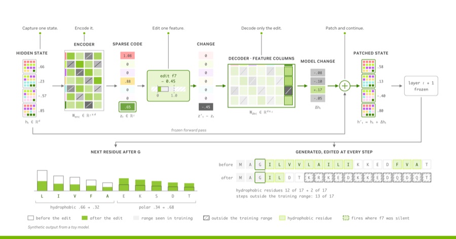 Interpreting Bio-Foundation Models with Sparse Autoencoders